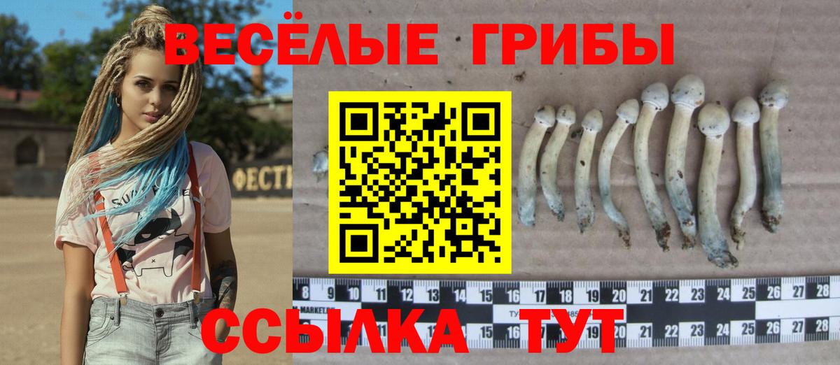 Галлюциногенные грибы Psilocybine cubensis Будённовск